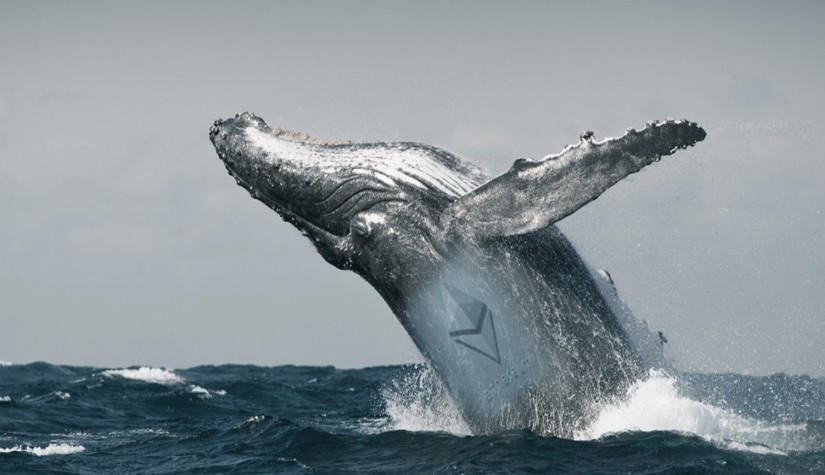 ปลาวาฬซื้อ Ethereum หลังจากที่นักลงทุนรายอื่นตกใจขาย